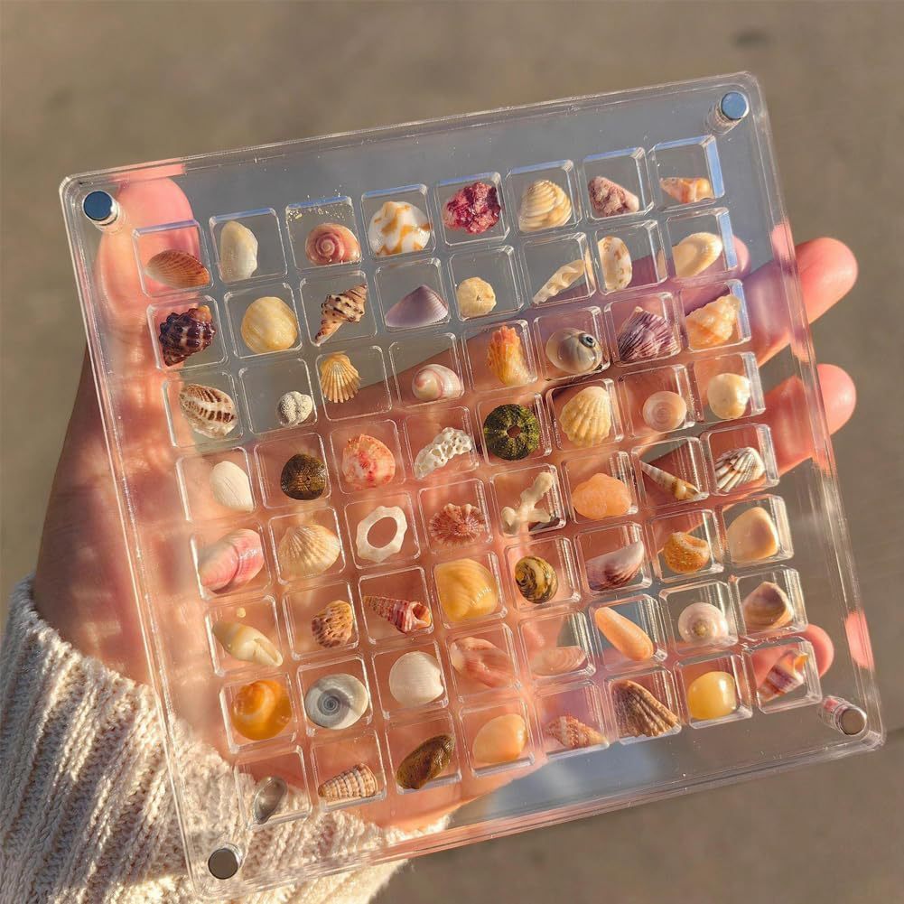 Mini Seashell Display Box